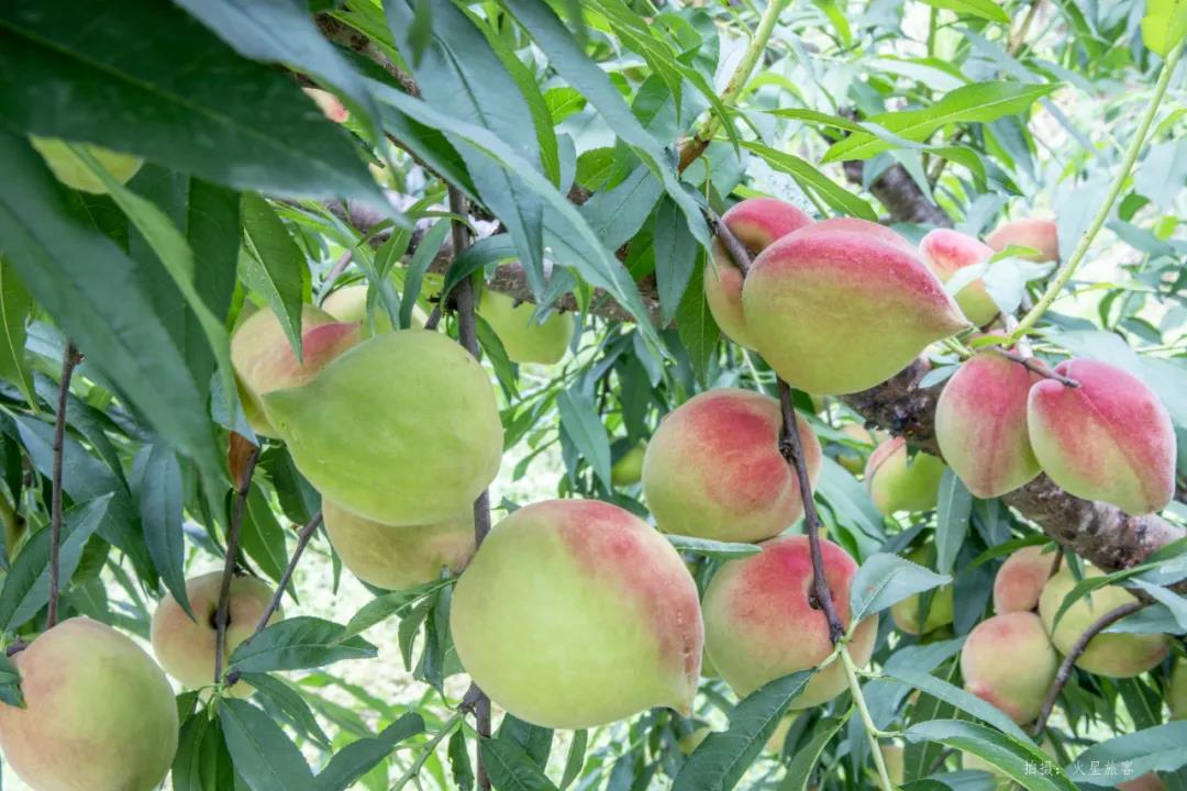 亲农好物｜翁源鹰嘴桃，，，，，好吃“桃”不掉！