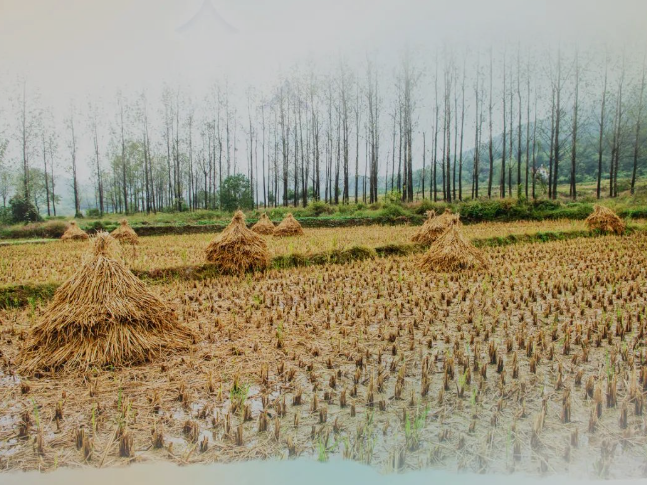 肥土不废，，，，，沃土“搬家”