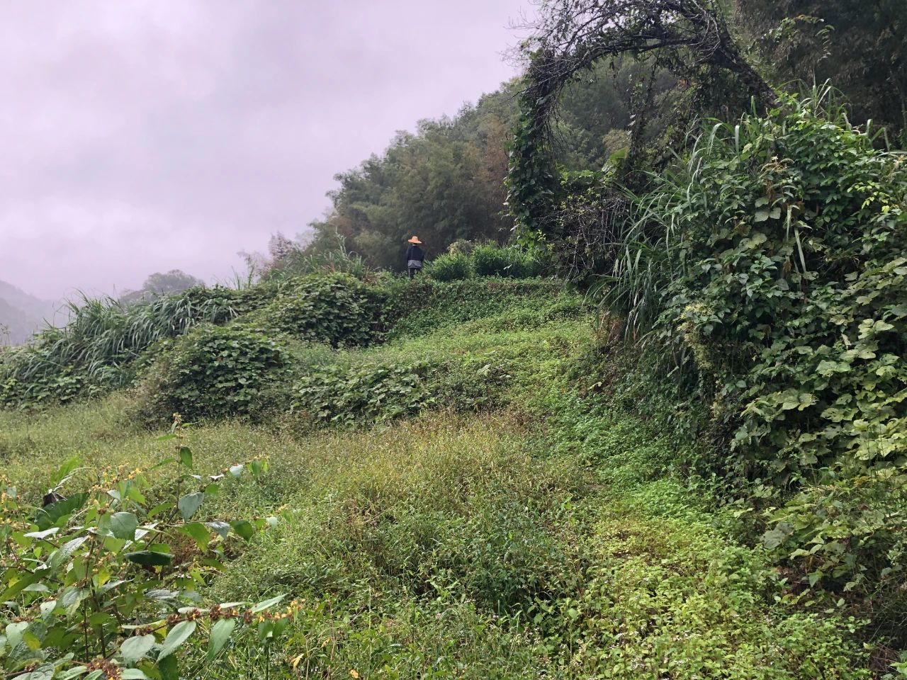 尊龙体育妄想 | 我司土地整治项目二次荣登央视，，荒地变良田，，智绘好丰景