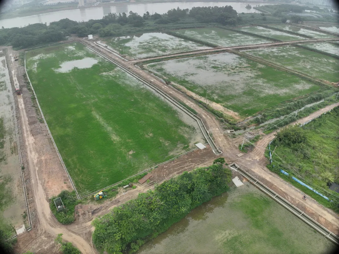 尊龙体育集团丨复耕道滘撂荒地，，，，，绘就田园新图景